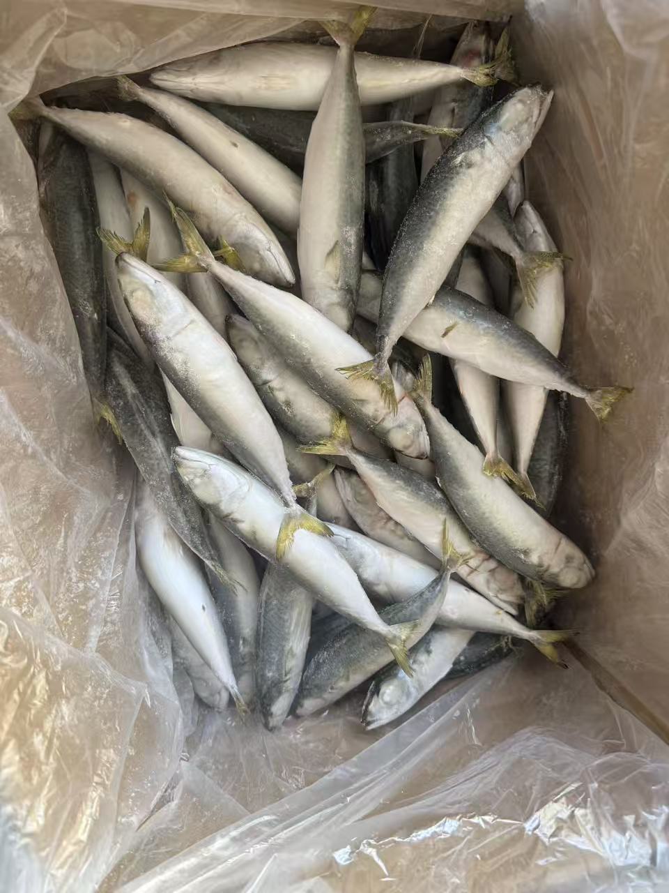 YELLOW TAIL WHITE BELLY MACKEREL