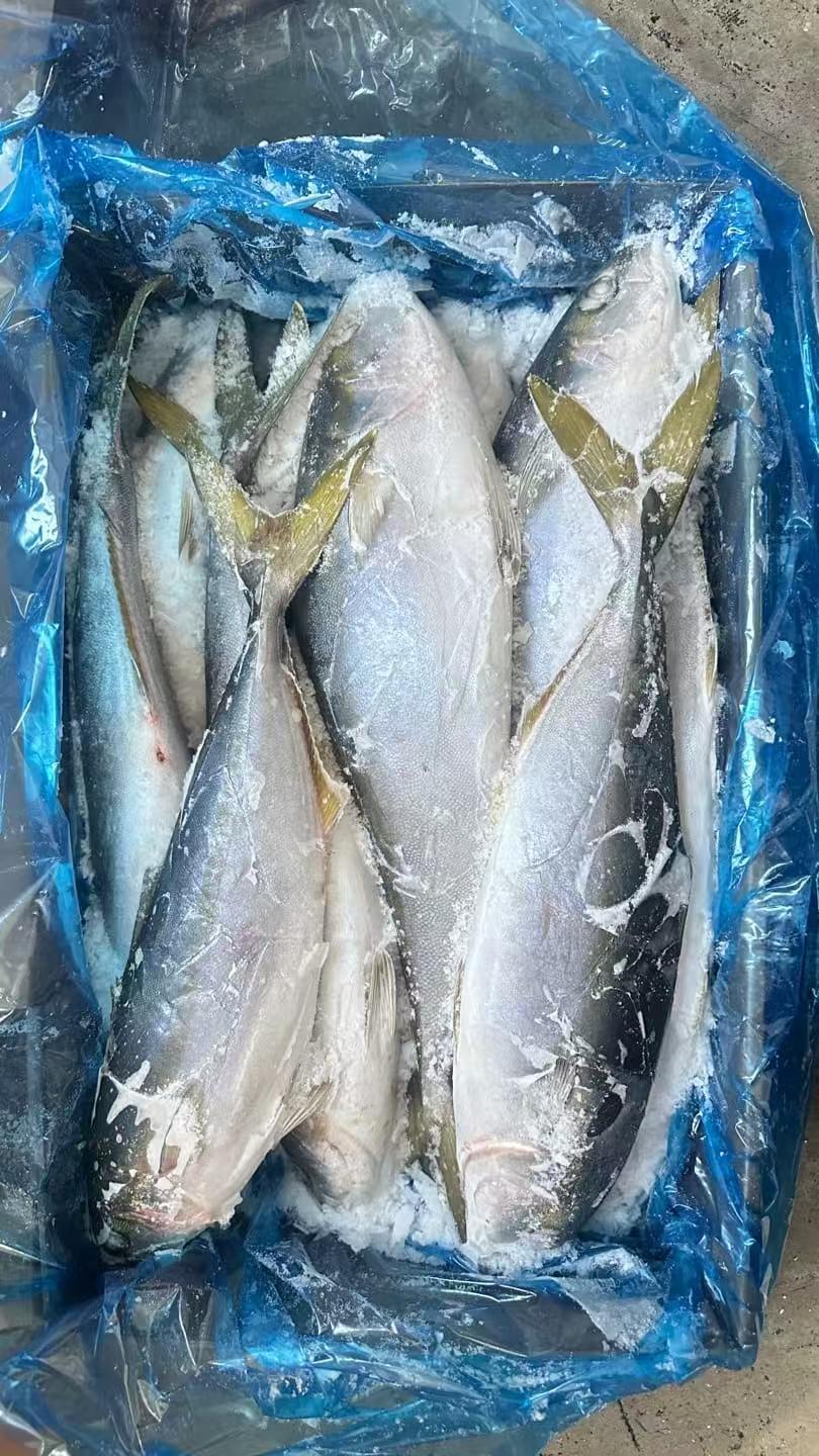 黄狮鱼