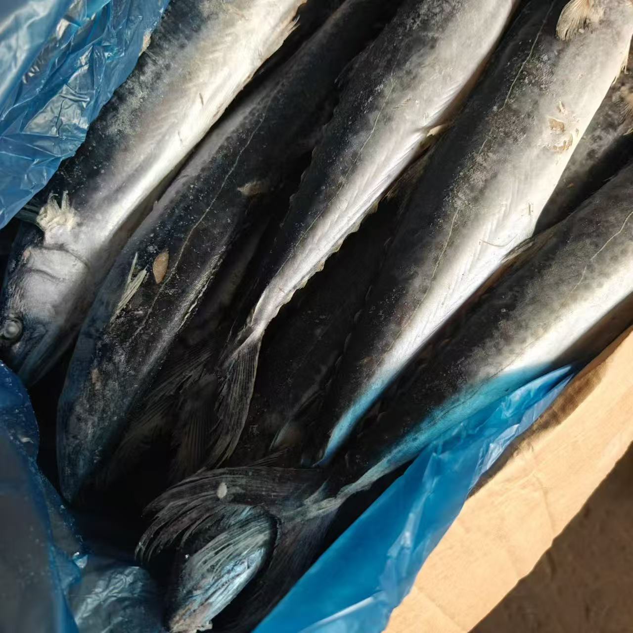 中国马鲛鱼