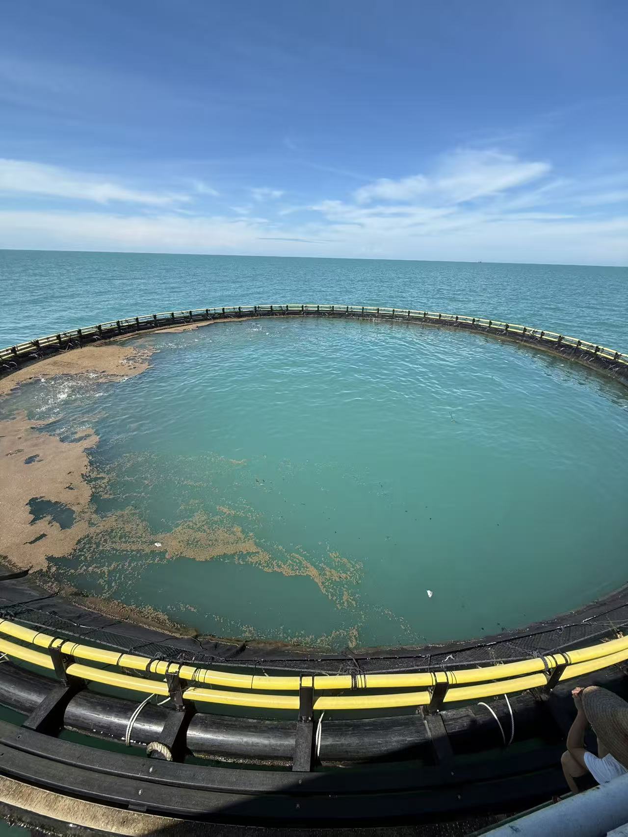 Floating Fish Feed for Catfish,tilapia,trout