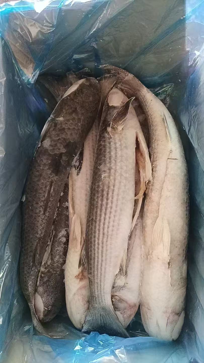 6-8P MULLET