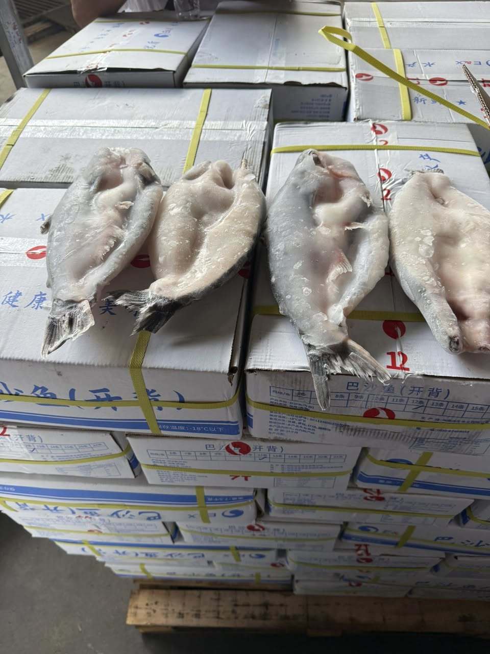 pangasius , basa
