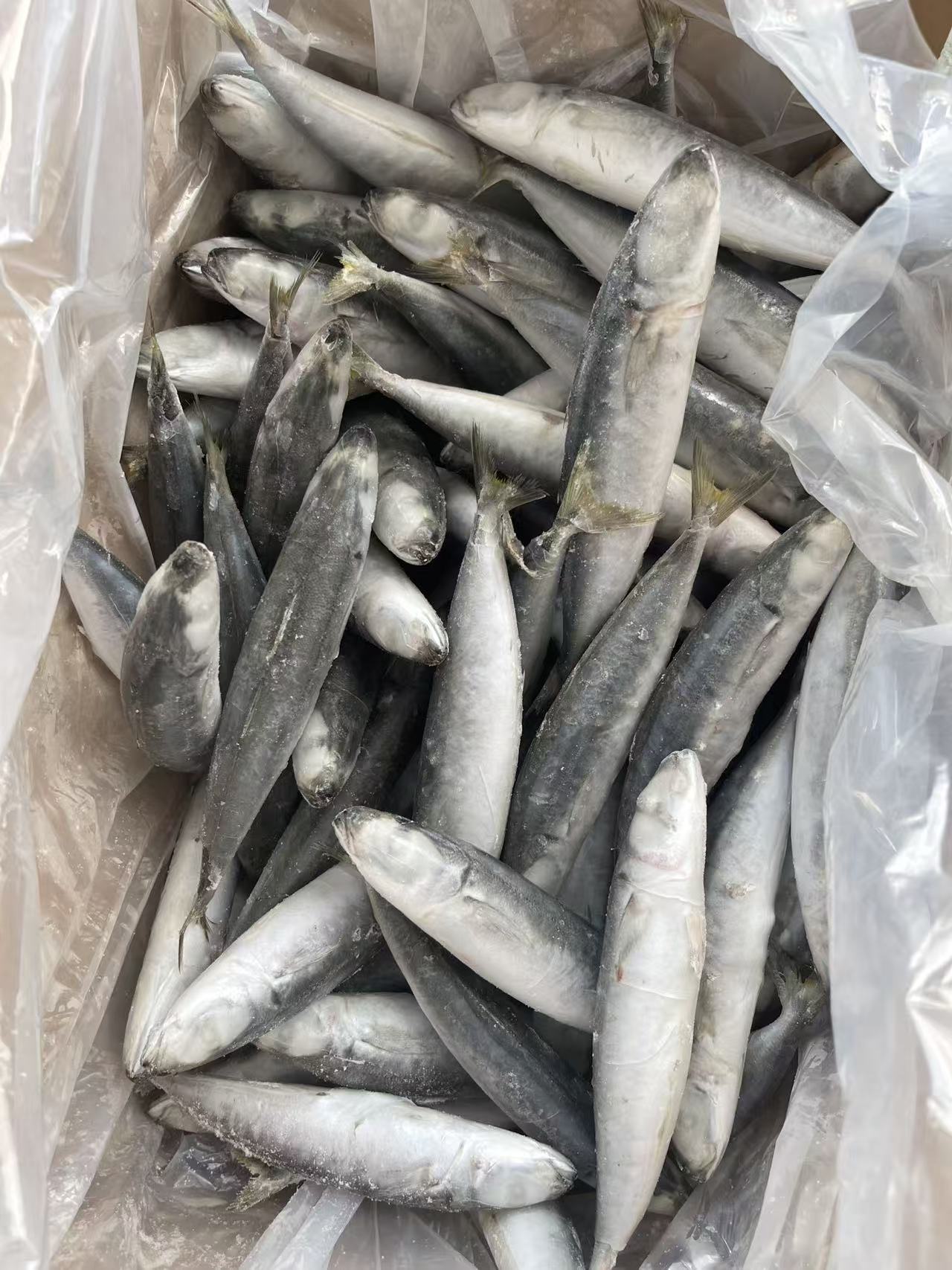 Frozen Layang  Scad