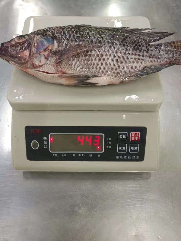 罗非鱼去内脏