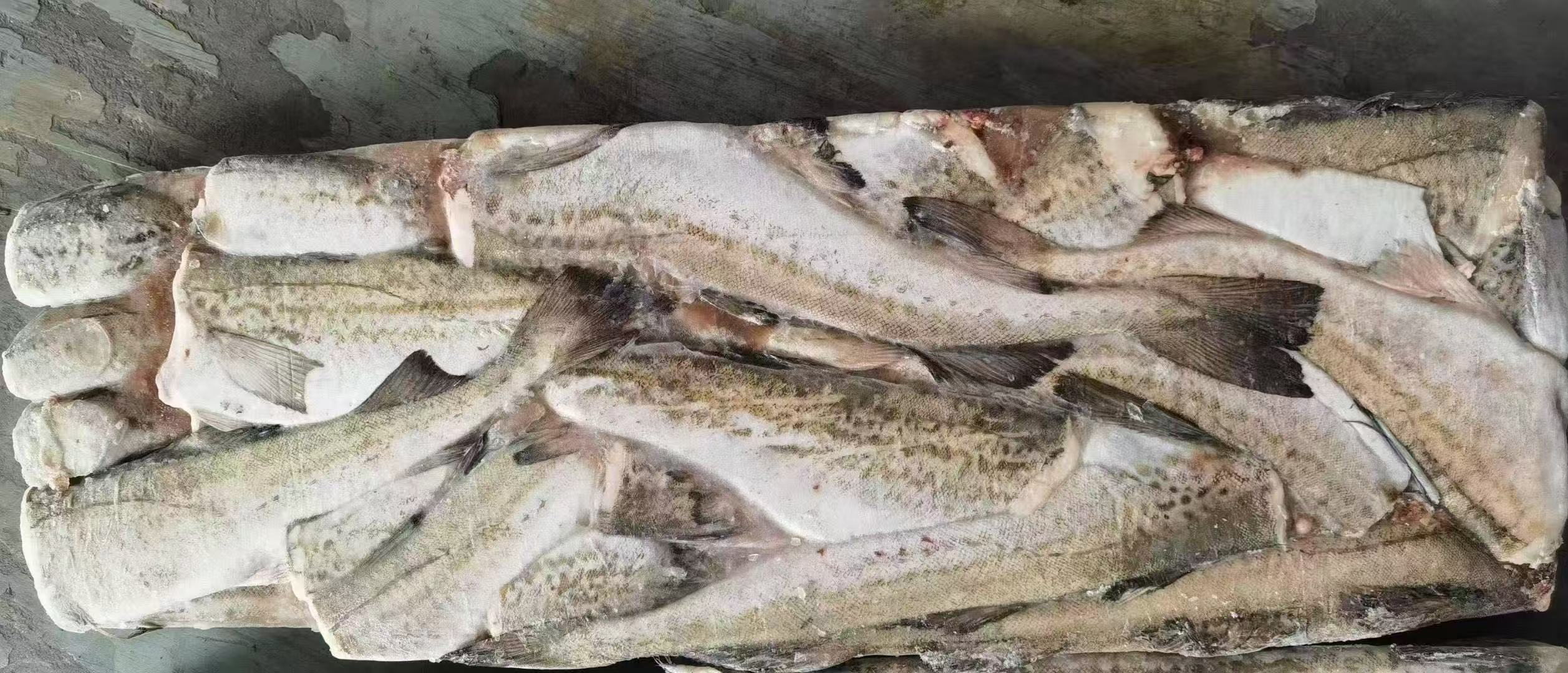 Hot Sale Frozen Alaska pollock fish