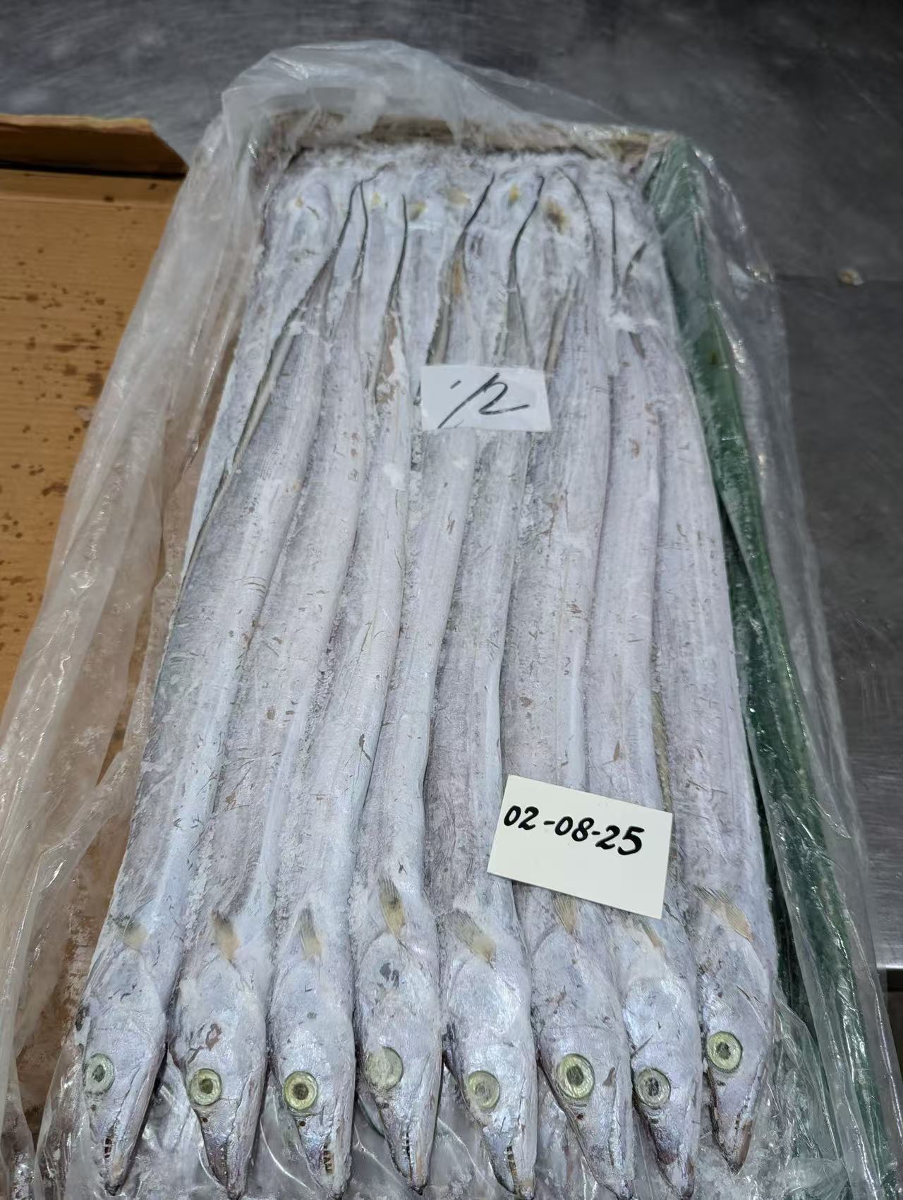 PASIKITAN RIBBONE FISH
