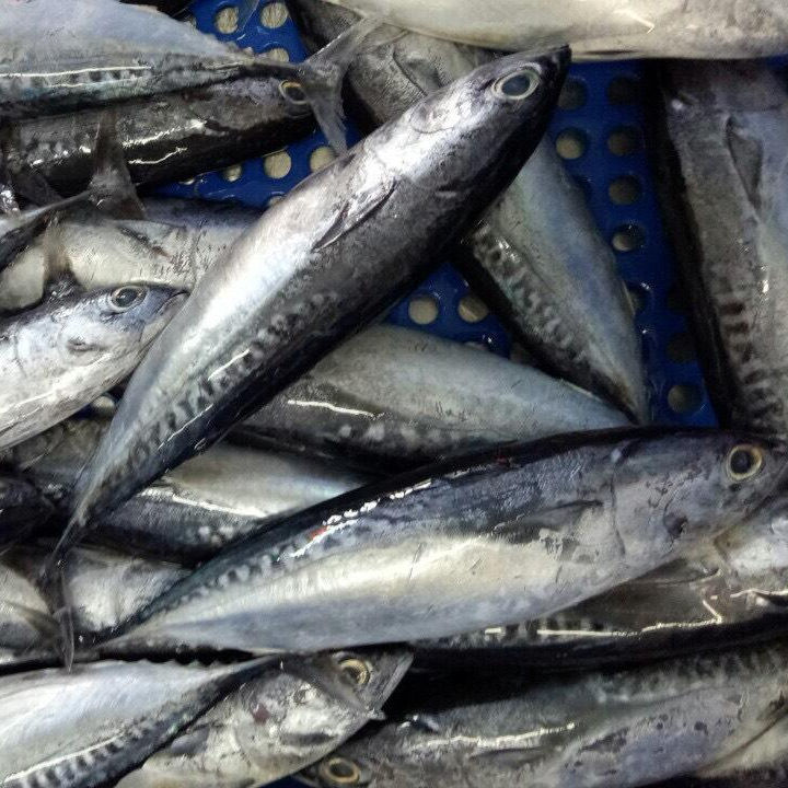 Premium frozen bullet tuna bulk supply wholesale affordable price fresh fish