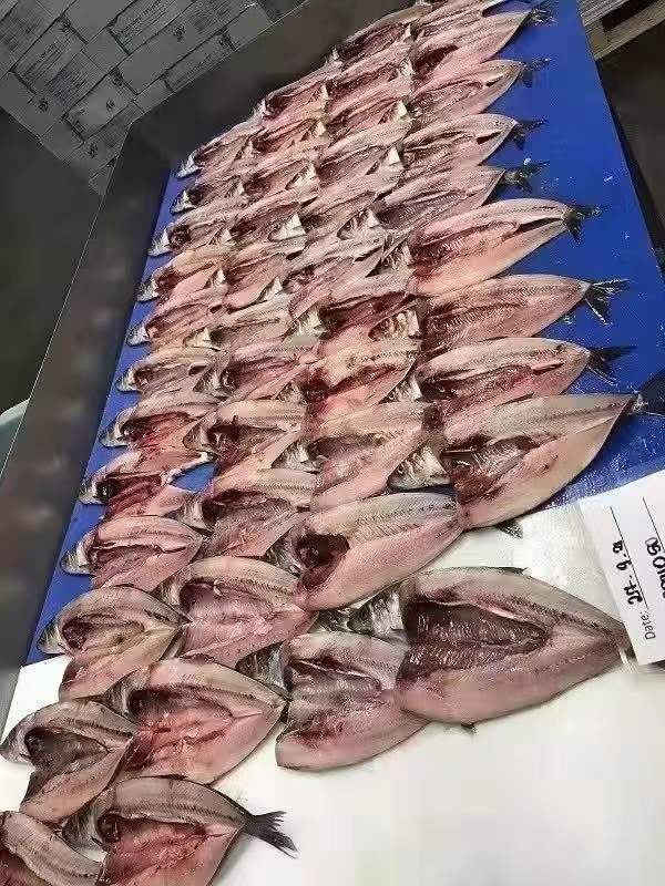 HERRING 200-300