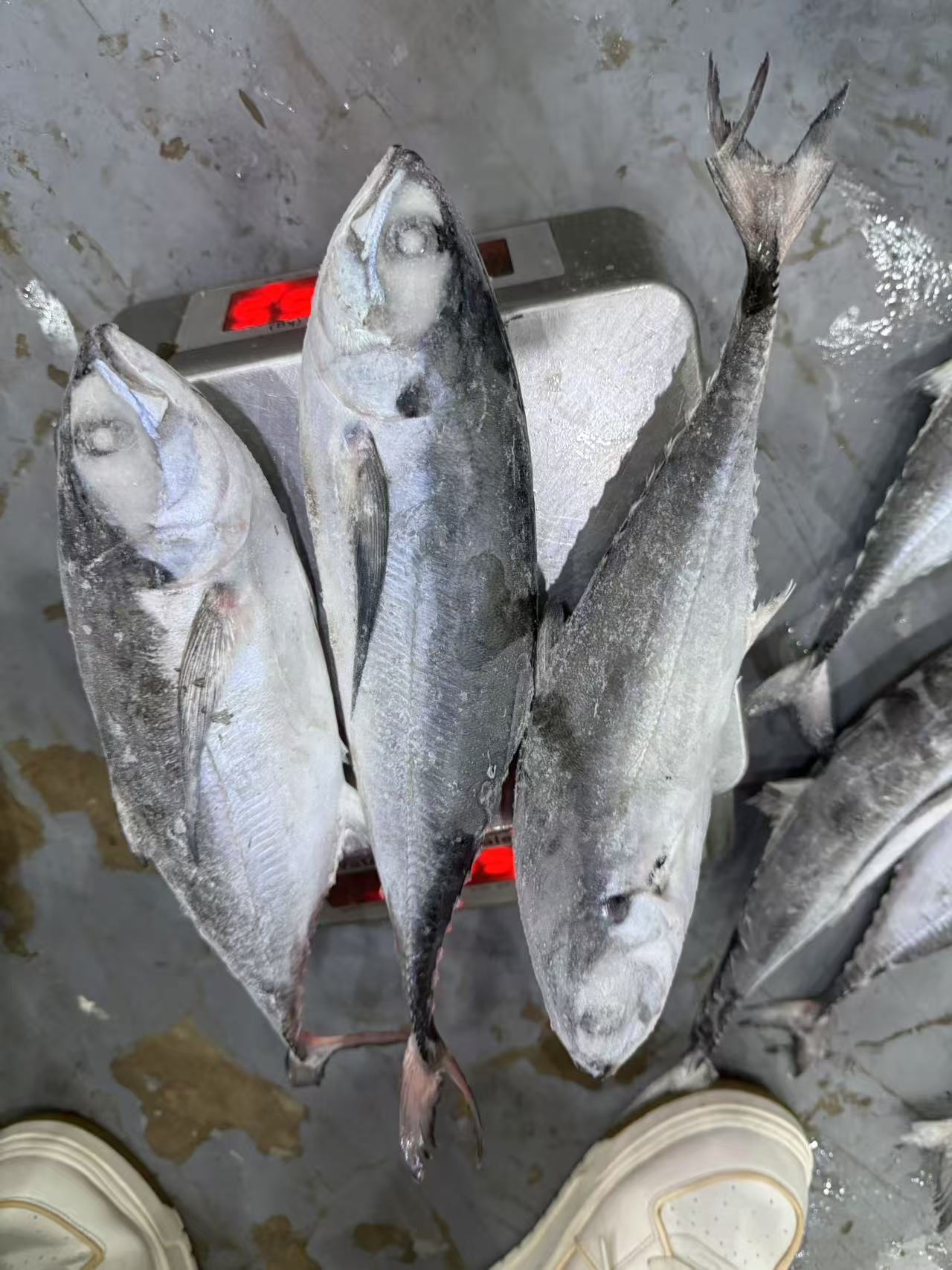 铁甲 Sea Frozen Whole Round Jack Mackerel / Horse Mackerel Fish for Sale for Bait Hardtail Scad Hard Tail Scad Fish China Seafood