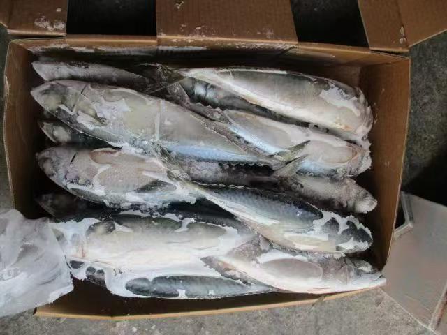 TAIWAN PACIFIC MACKEREL