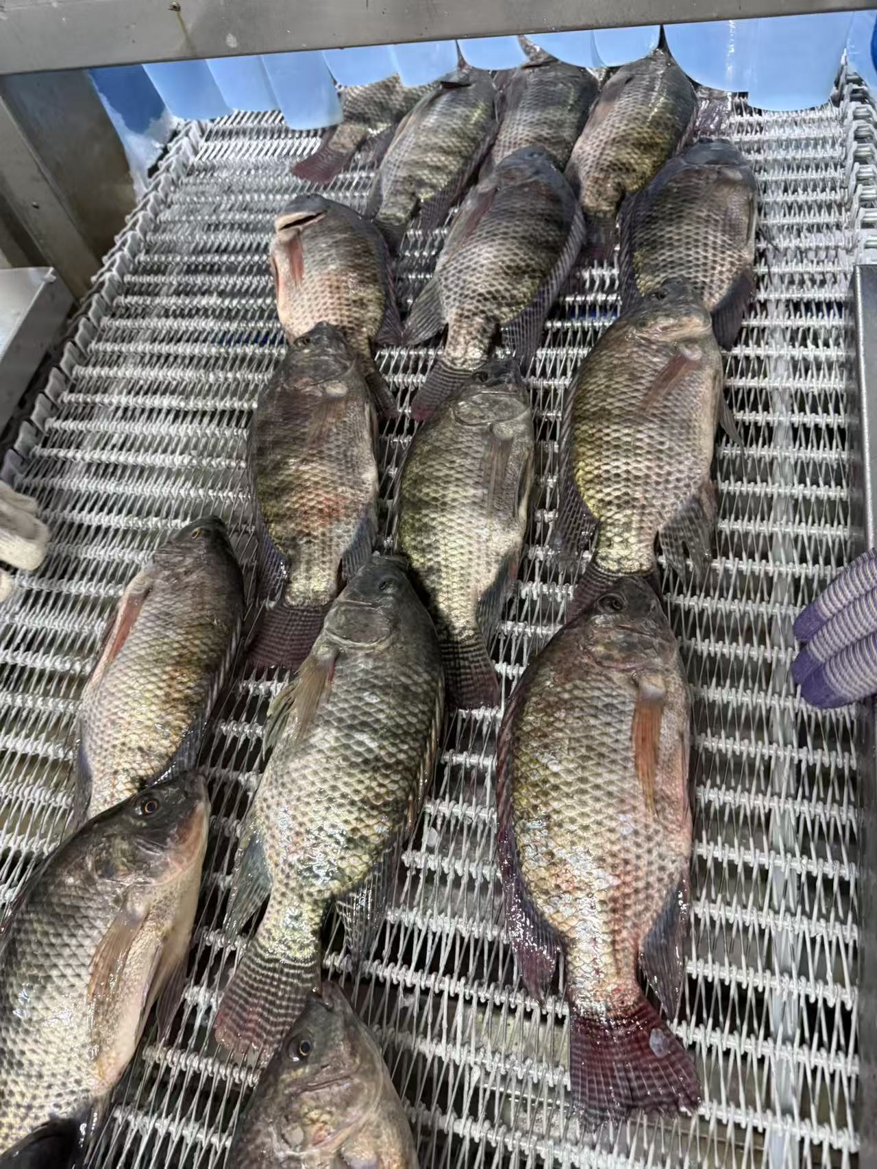 WR TILAPIA