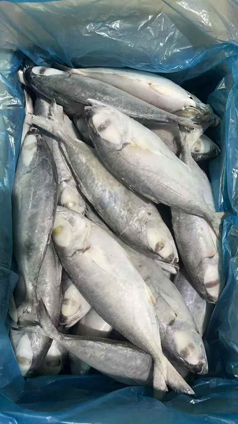 金苍蝇 New Catching Frozen Big Eye Scad Frozen Horse Mackerel (Trachurus Japonicus)