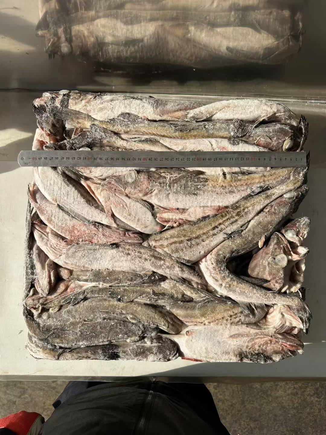 俄罗斯狭鳕鱼，Frozen alaska pollock