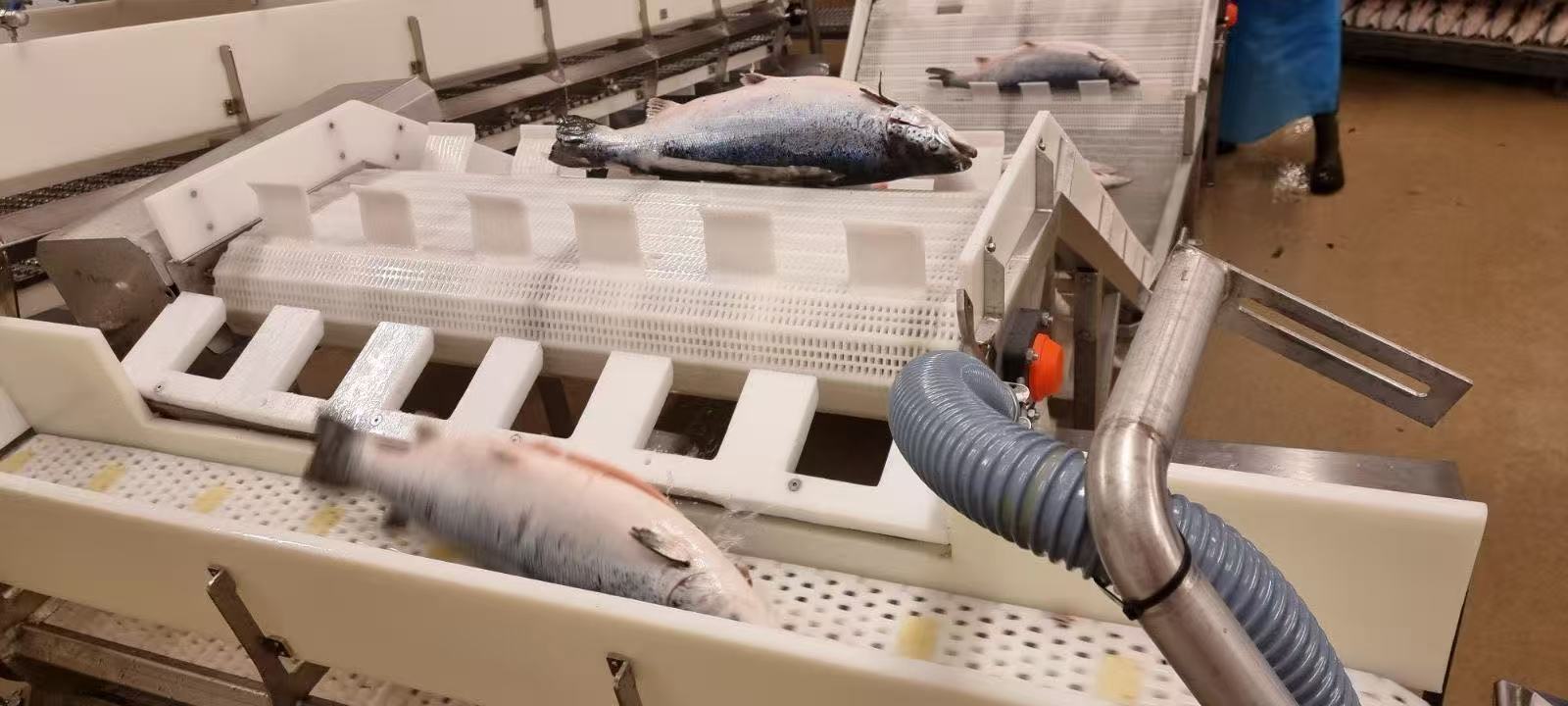 三去三文鱼