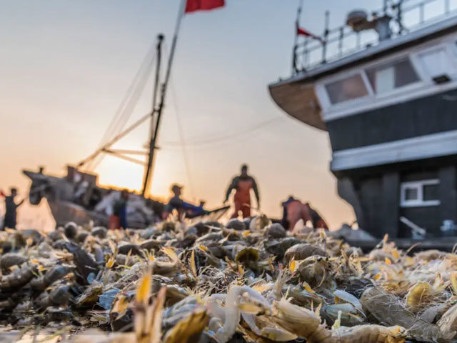 海捕系列