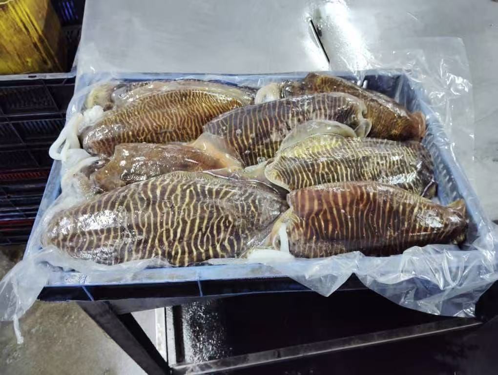 cuttlefish