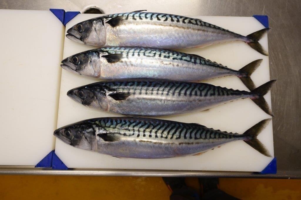 Atlantic Mackerel ,Norway Mackerel