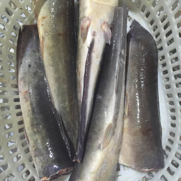 HGT CATFISH