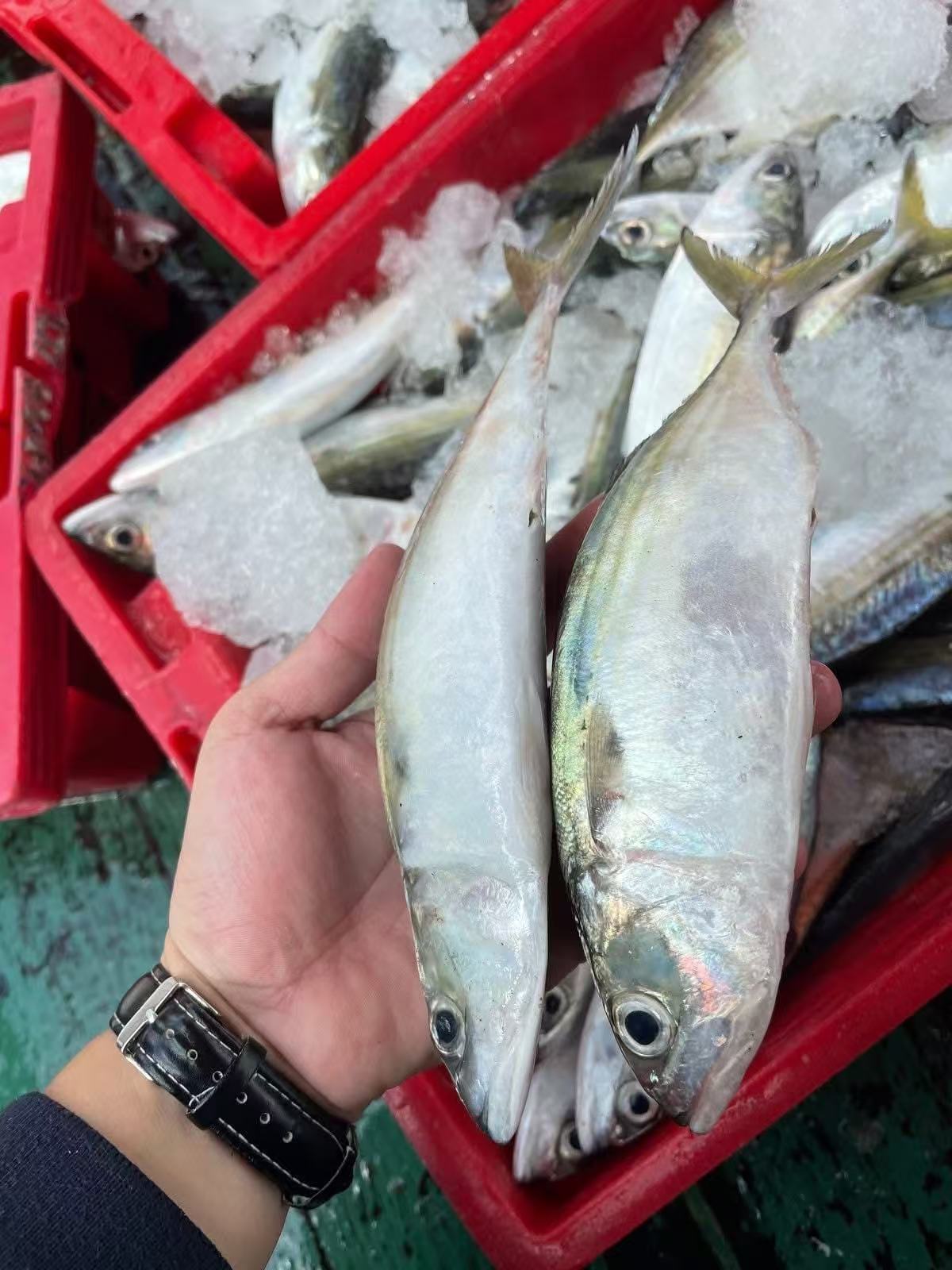 OMAN INDIAN MACKEREL