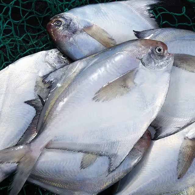 white pomfret