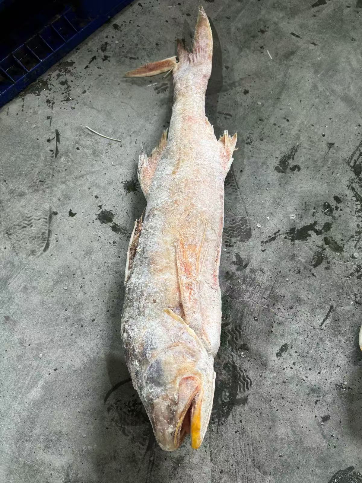 INDONISIA SENANGIN