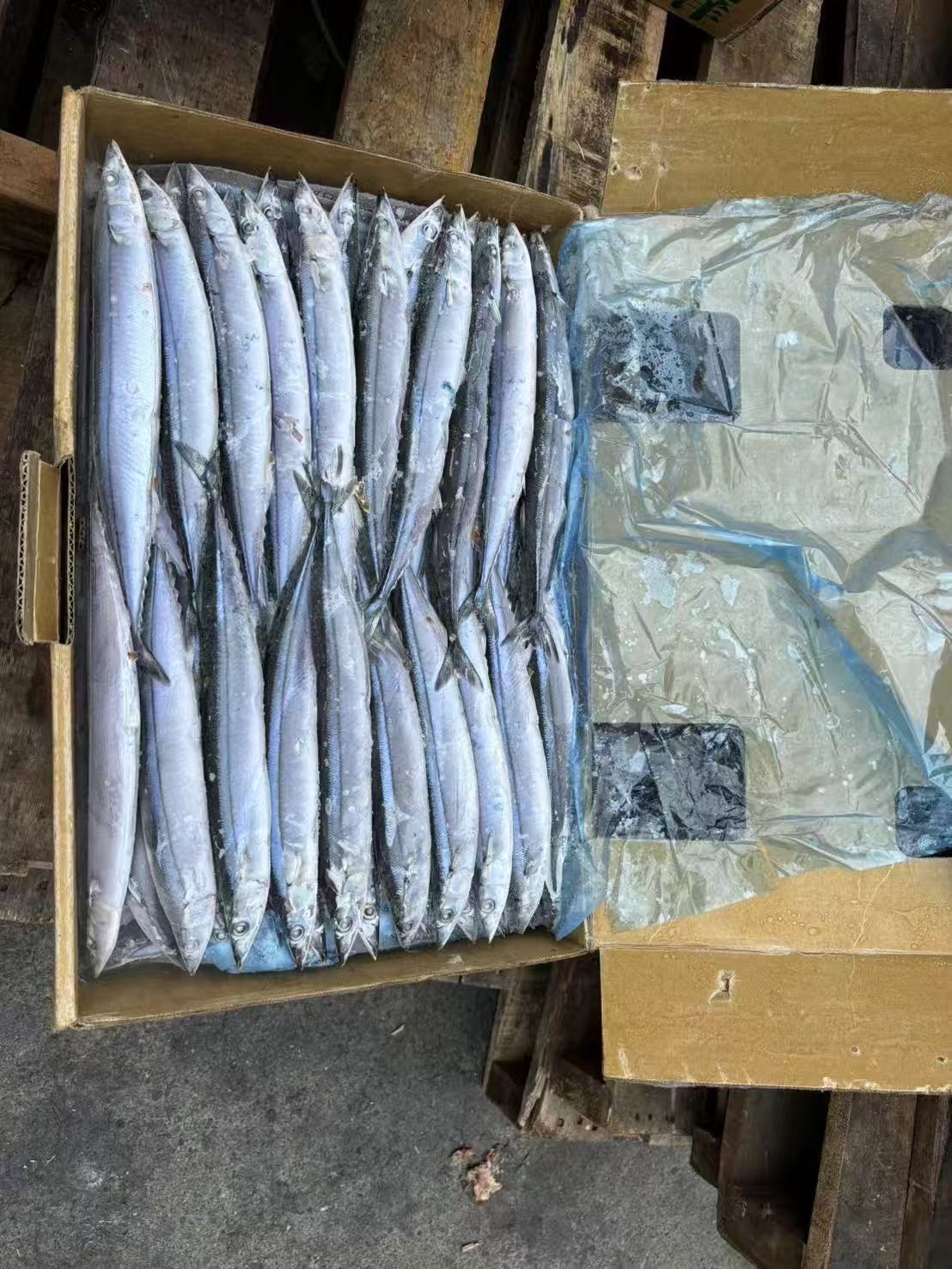 saury mackerel