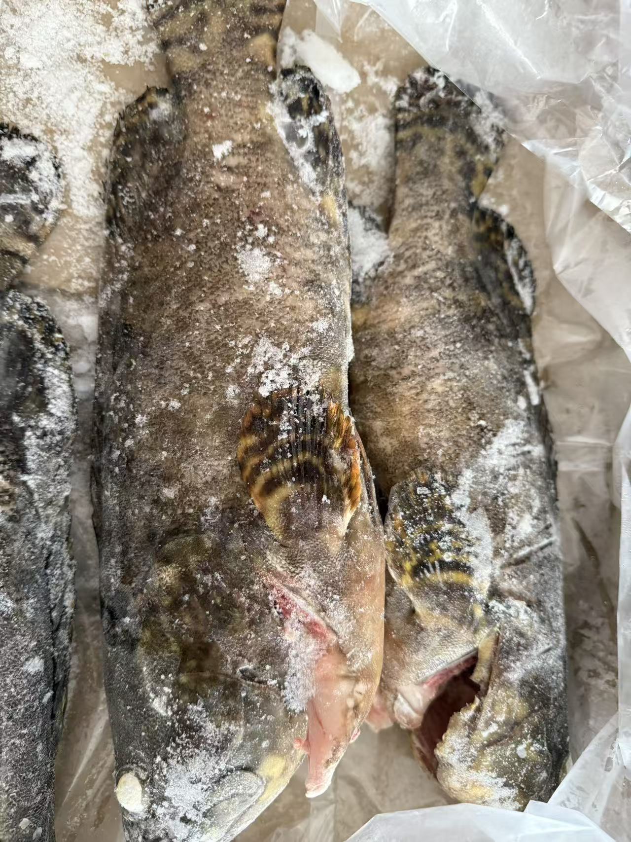 Frozen Grouper Fish processed and packed under hygienic conditions