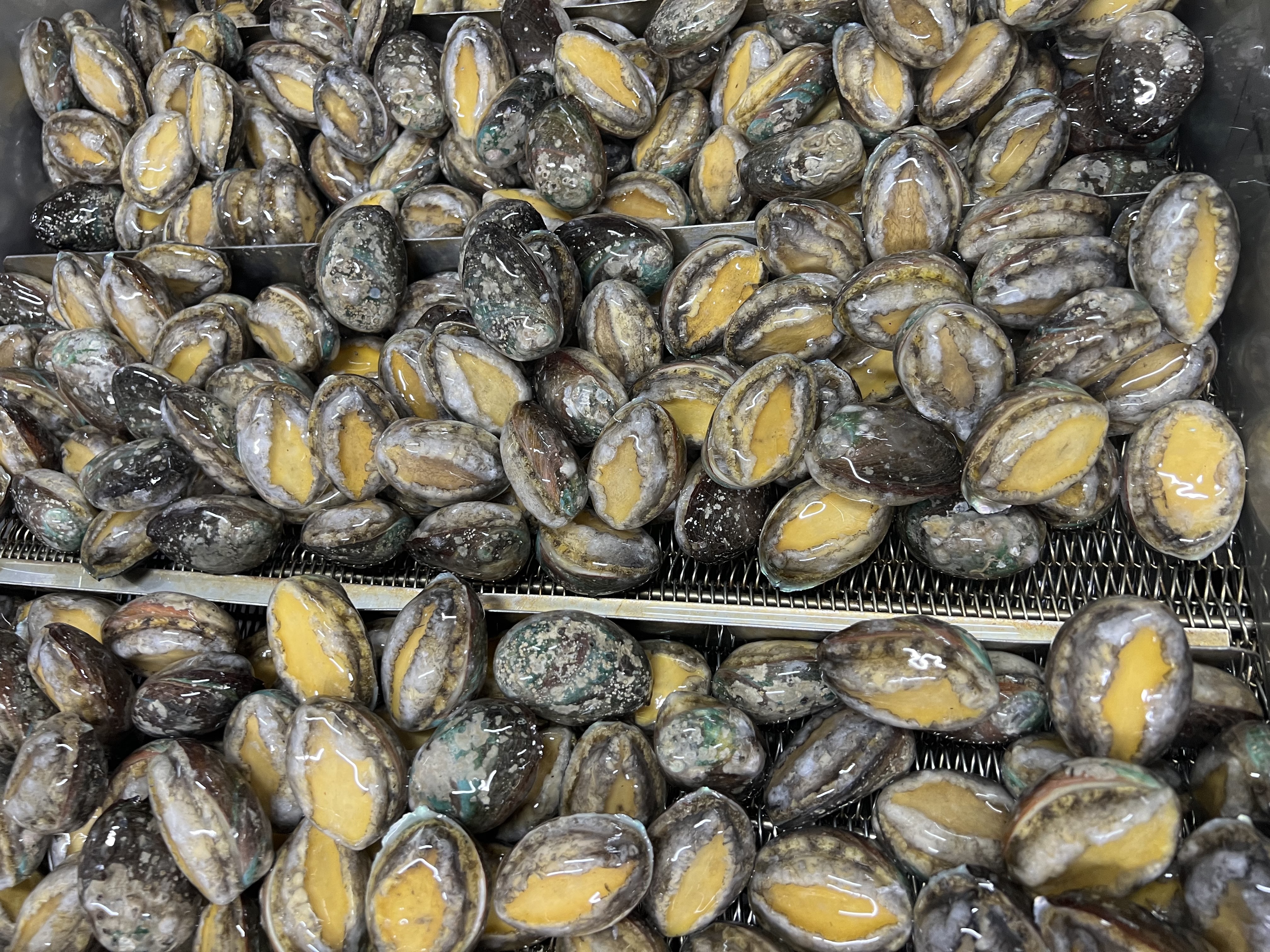 ABALONE