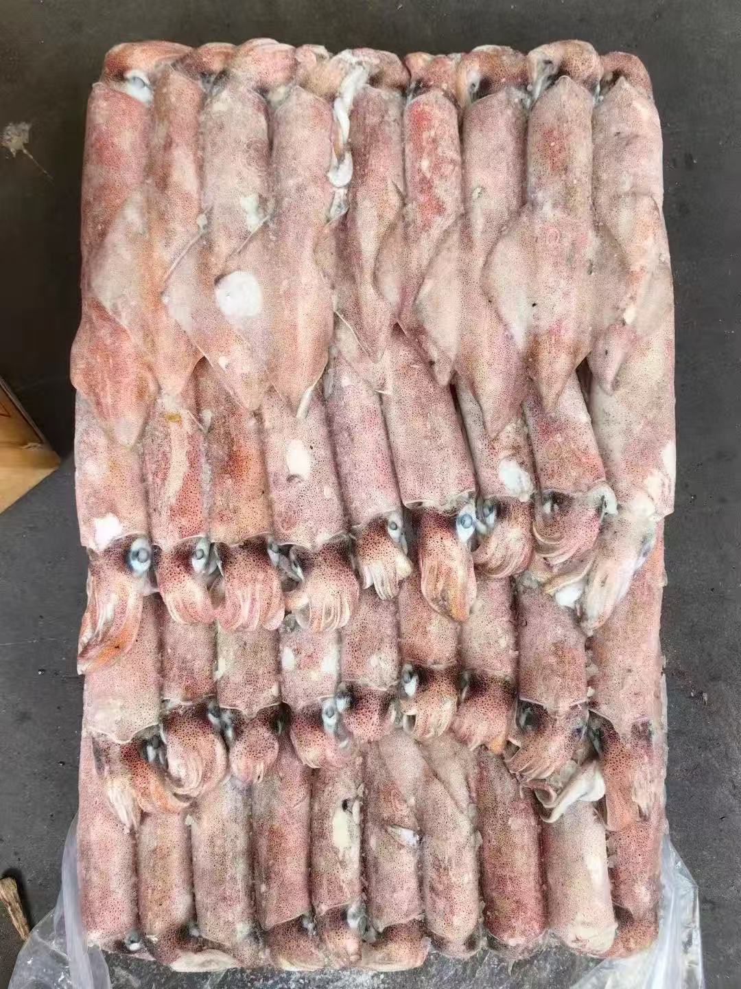 RED SQUID