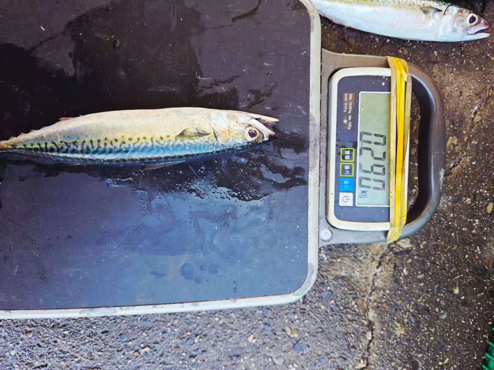 KOREAN MACKEREL