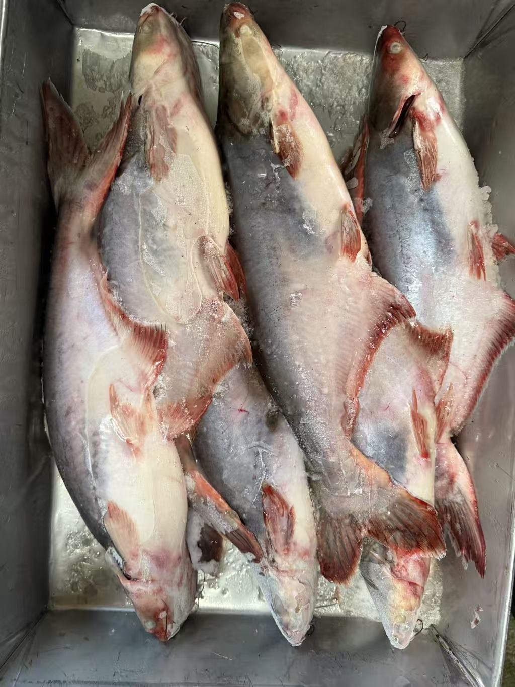 High Quality Frozen Basa Fish Pangasius Whole Fish From Vietnam Malaysia Exported From China