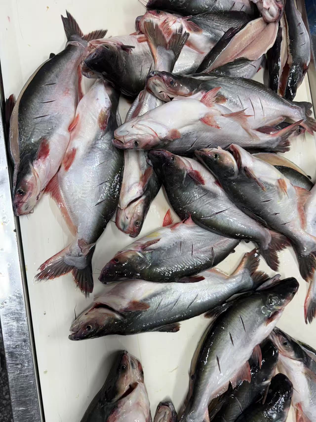 pangasius open