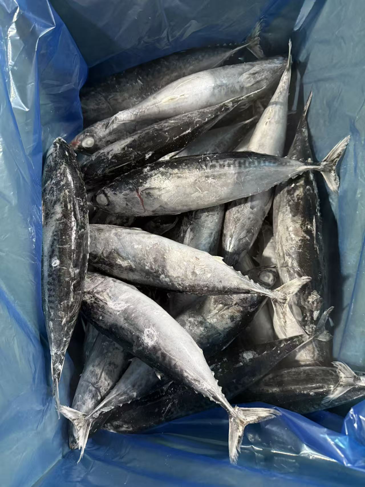 Frozen W/R Bullet Tuna