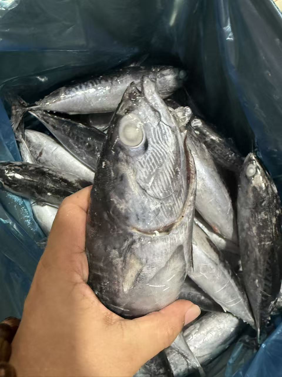 Wholesale Best High Quality Best Prices Fresh Frozen Bonito Tuna Bullet Tuna  Auxis Thazard, Auxis Rochei