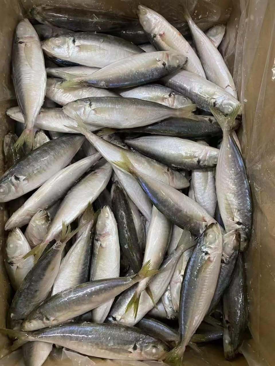 小眼吧，Fresh Choice Block-Frozen Round Scad Mackerel Whole Round Scad for Sale Frozen Fishes