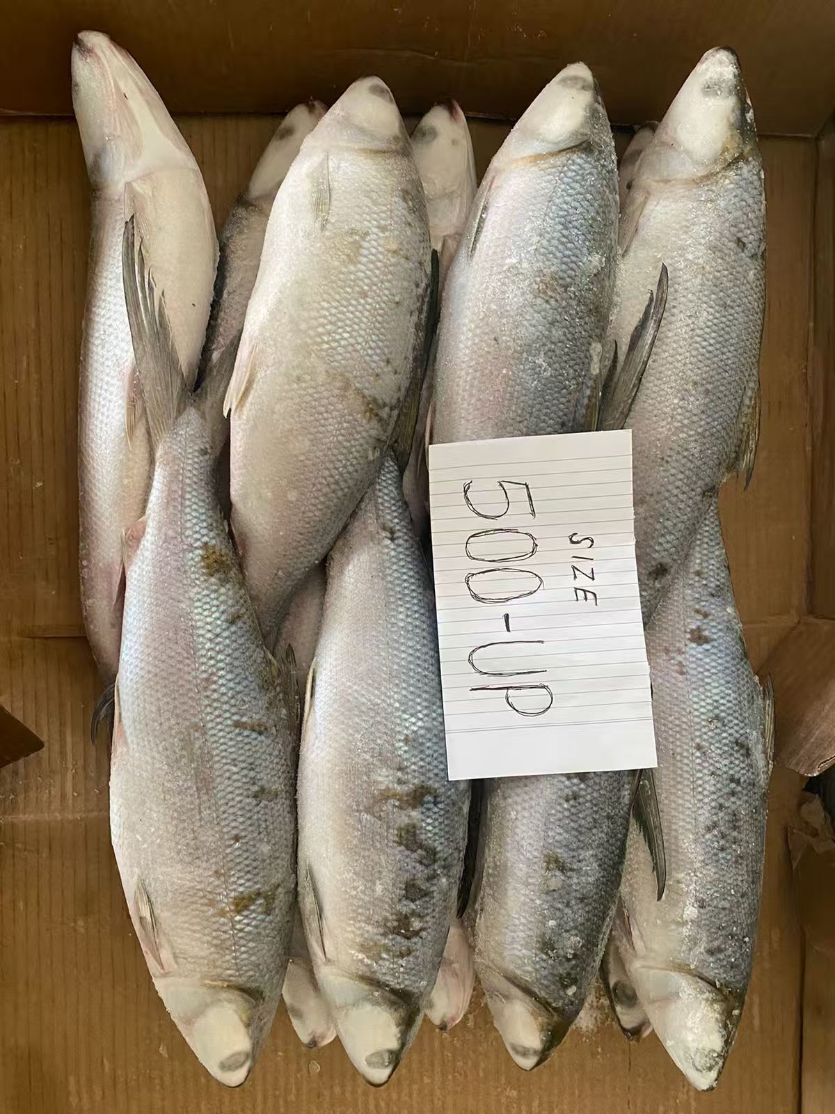 MILKFISH