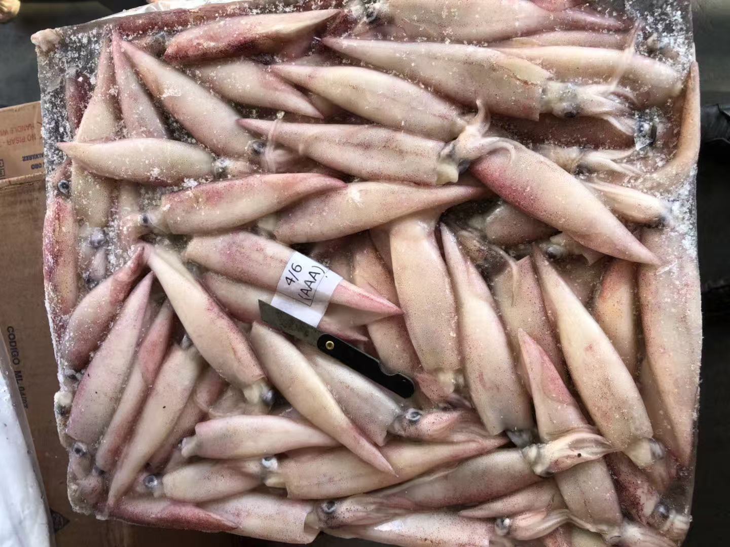 MALAYSIA SQUID SP
