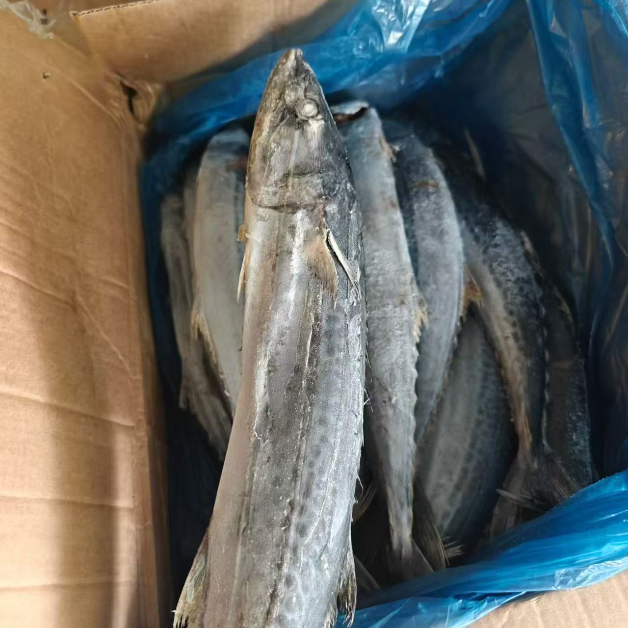 大连马鲛鱼