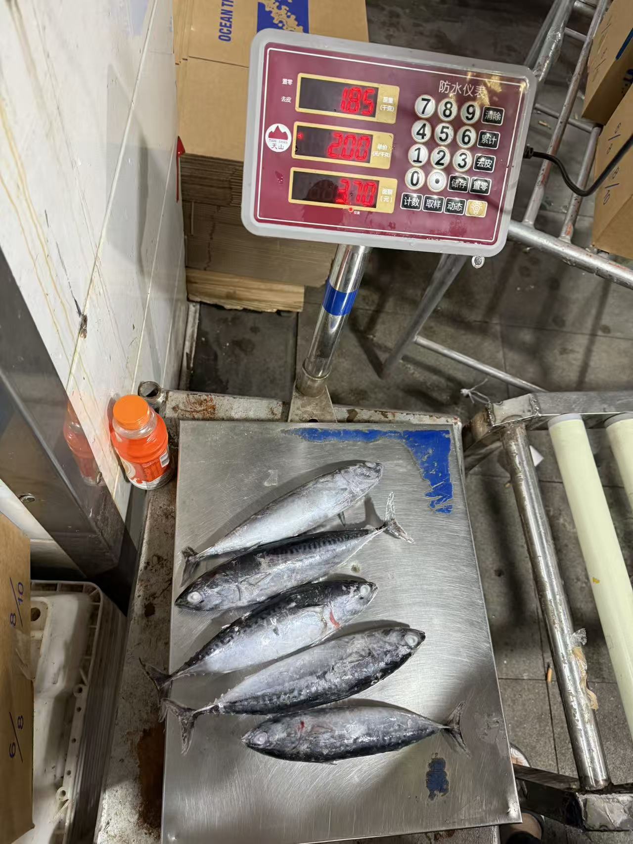 新鲜冷冻鲣鲔鱼 炮弹鱼 300-500 克