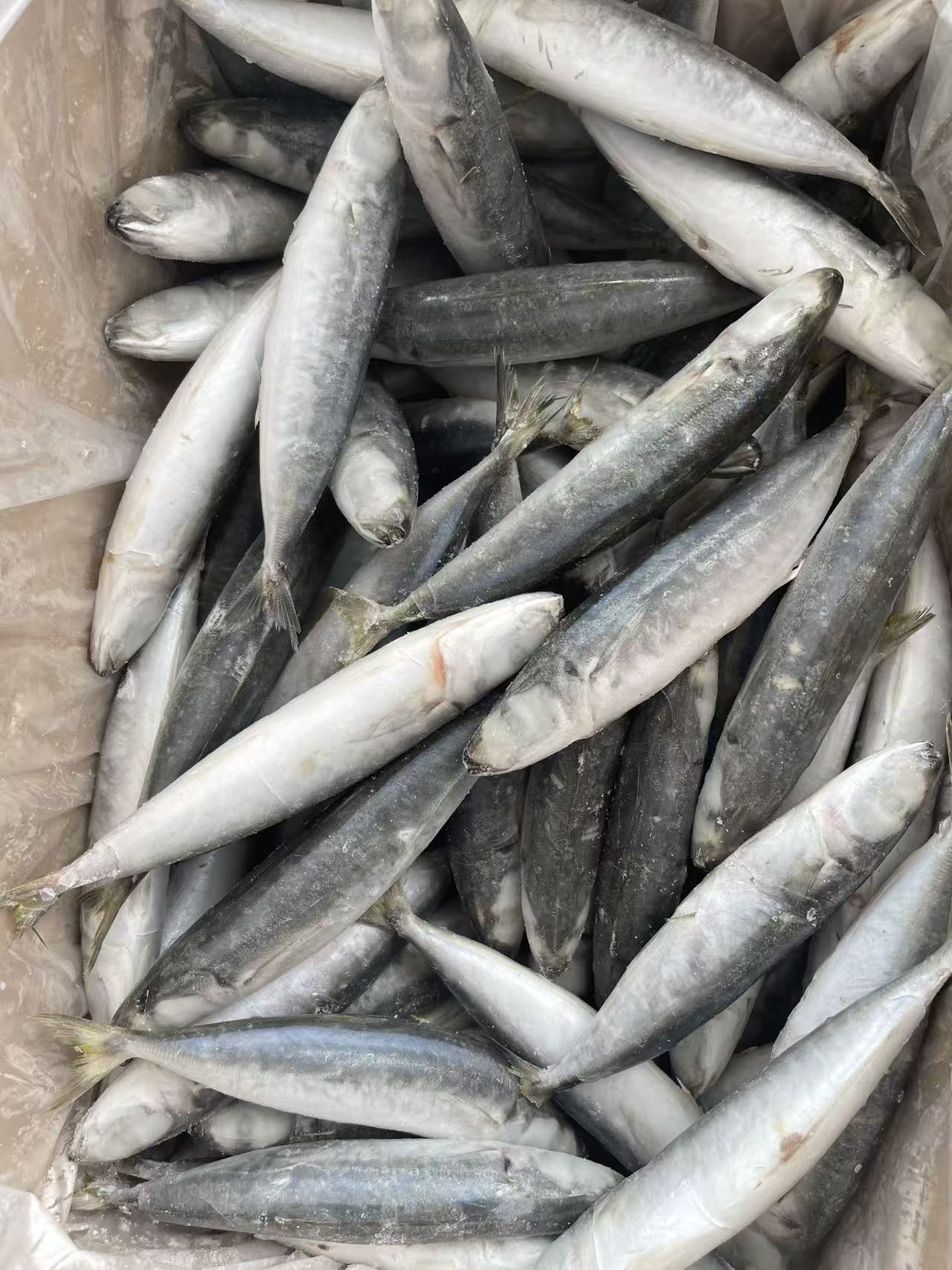 Frozen Muroaji scad , layang scad from china