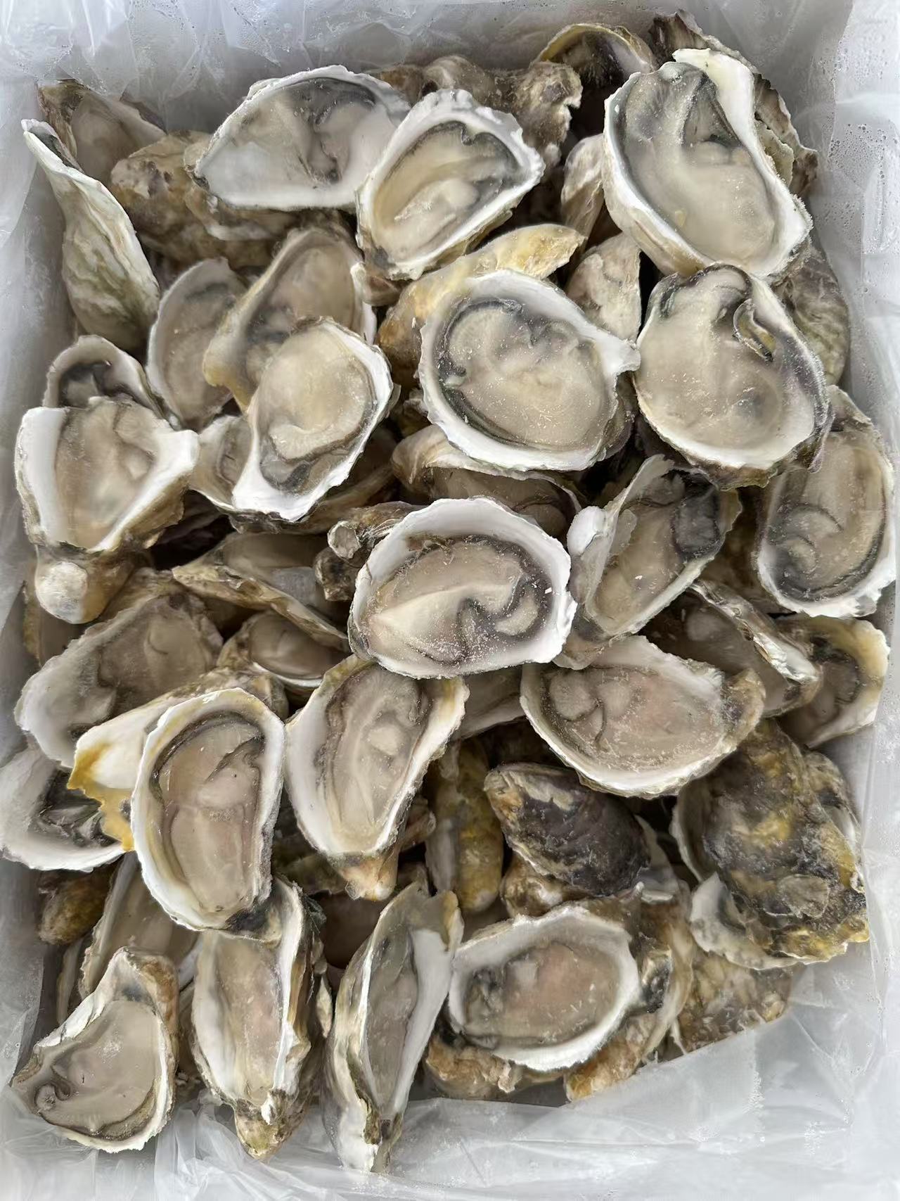 half shell oyster