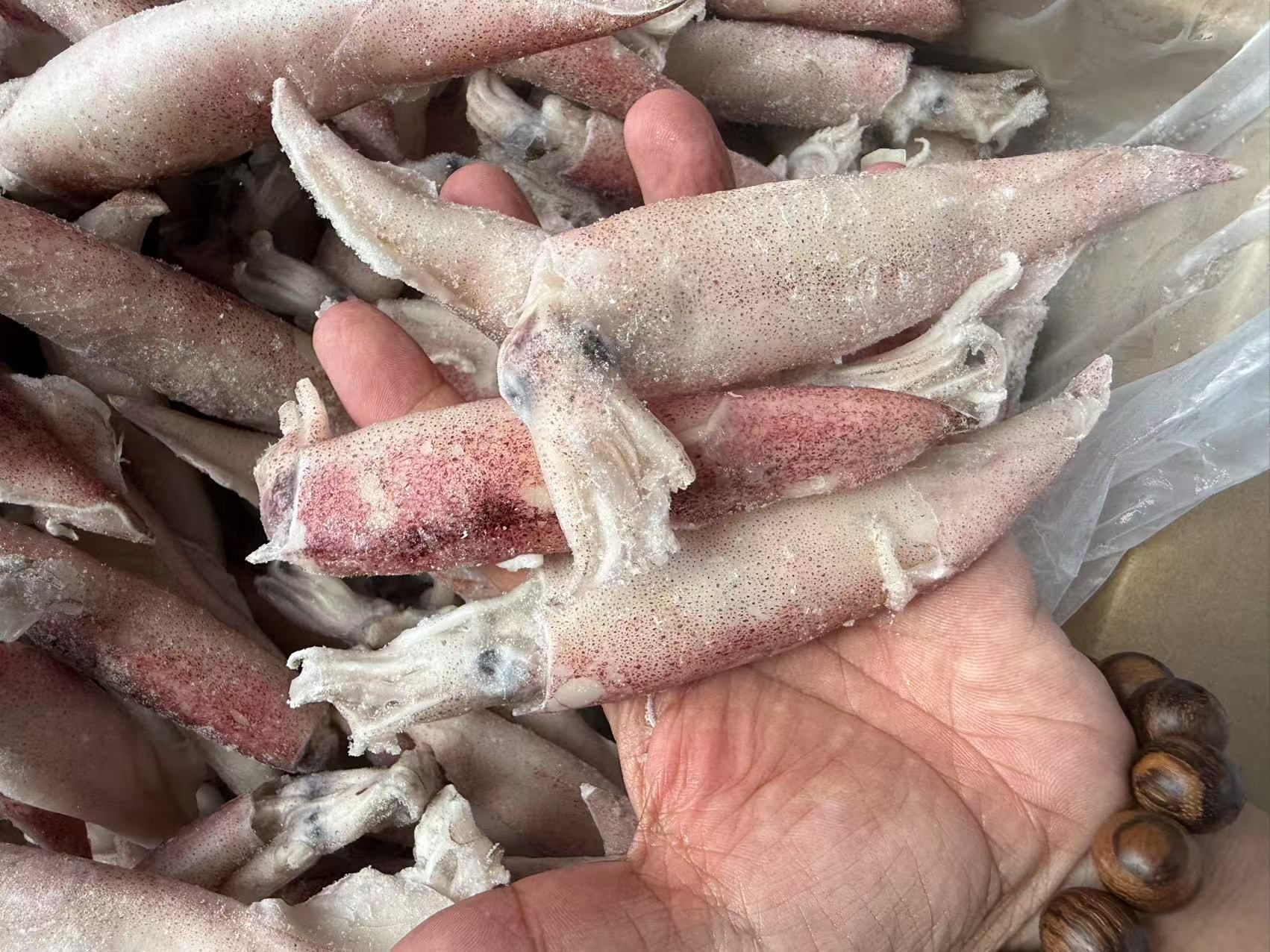 MALAYSIA SQUID