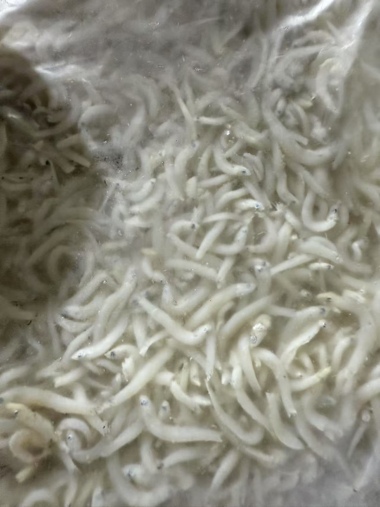 小银鱼