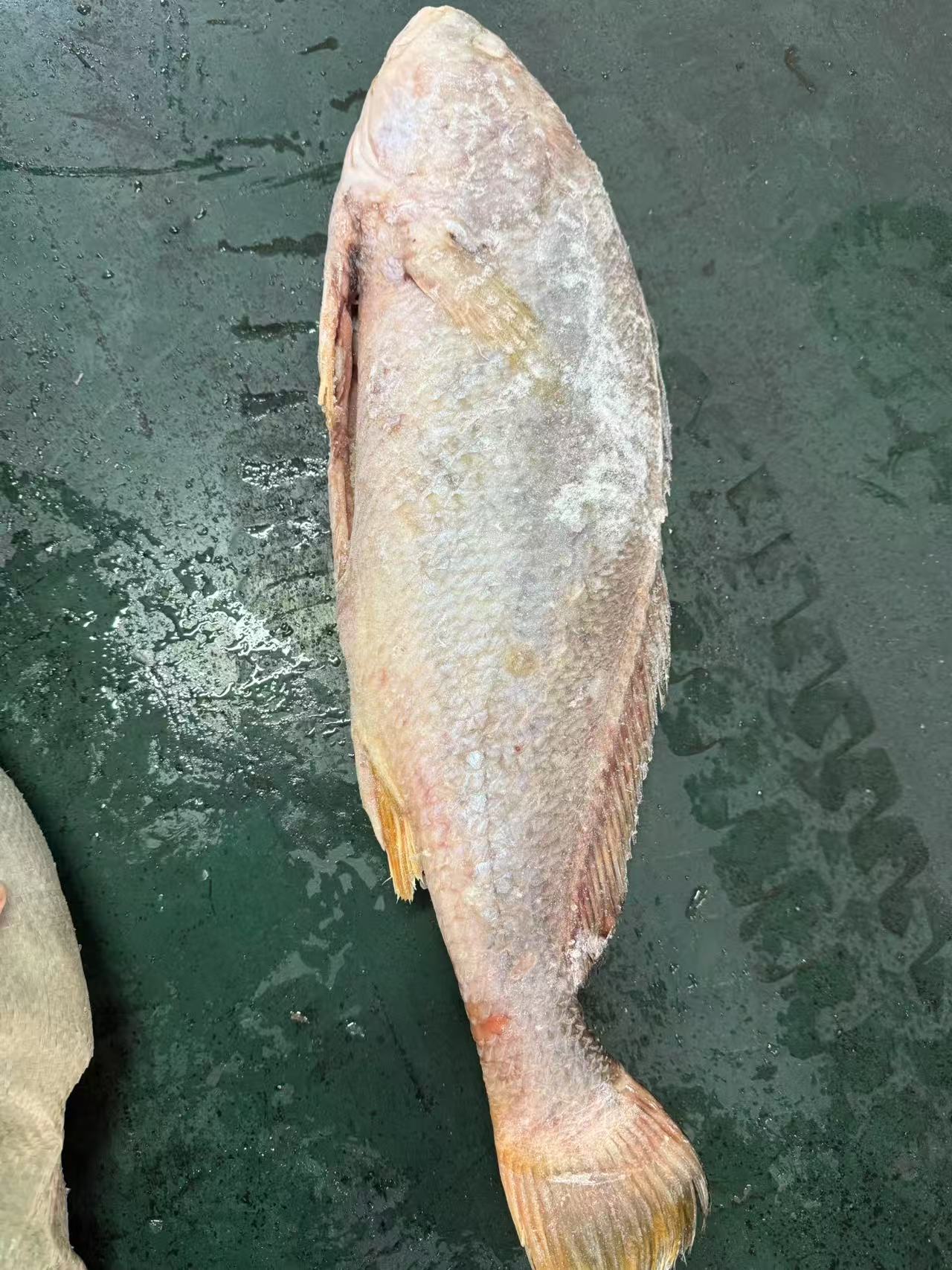 BROWN CROAKER
