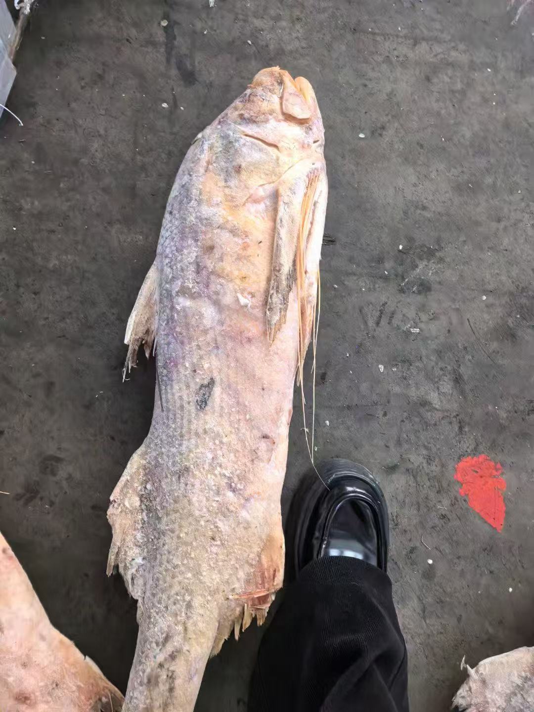 IKAN SENANGIN