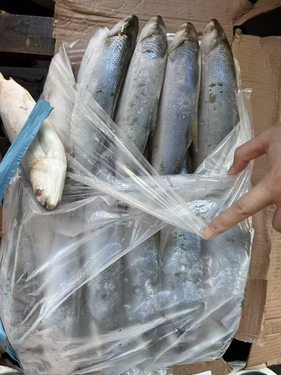 WHOLE ROUND MILKFISH