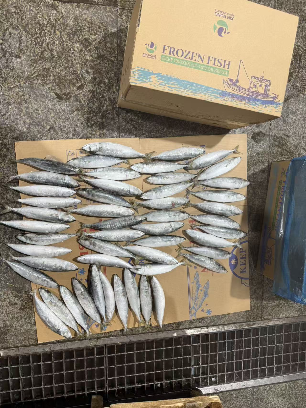 200-300gr. pacific mackerel