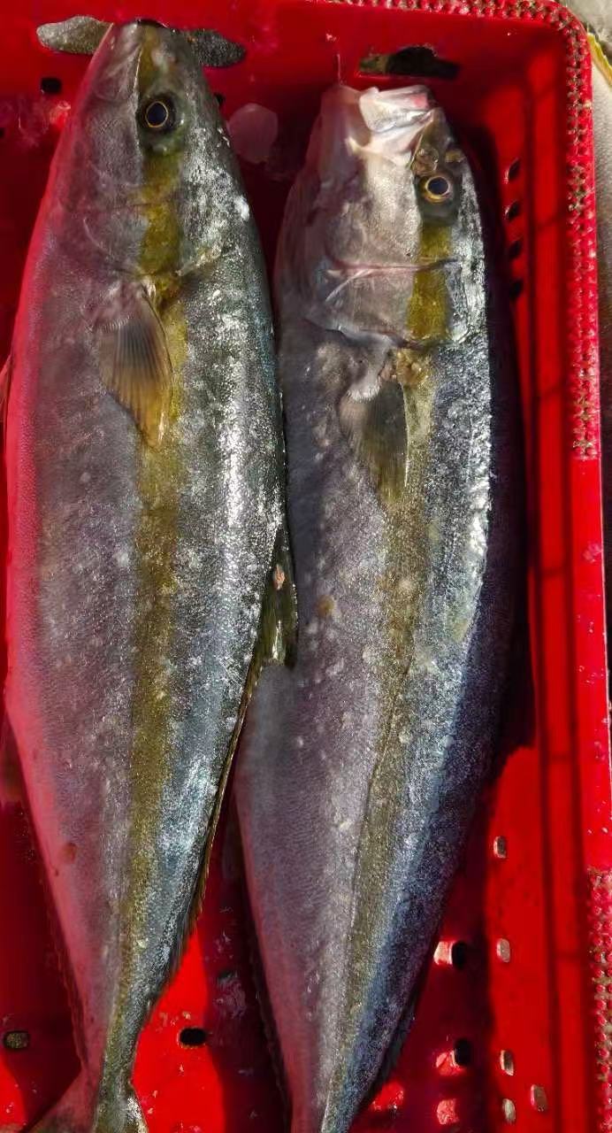 黄狮鱼
