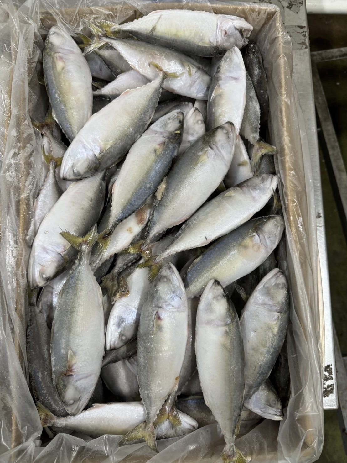 indian mackerel