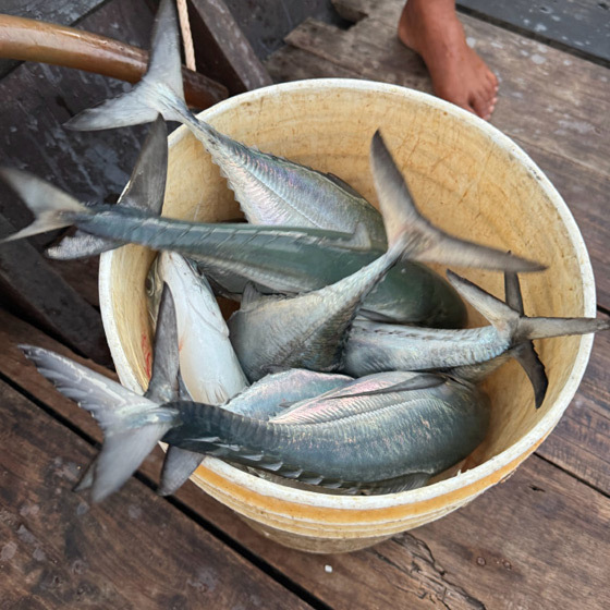 金枪鱼